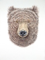 Bear Drawing #2